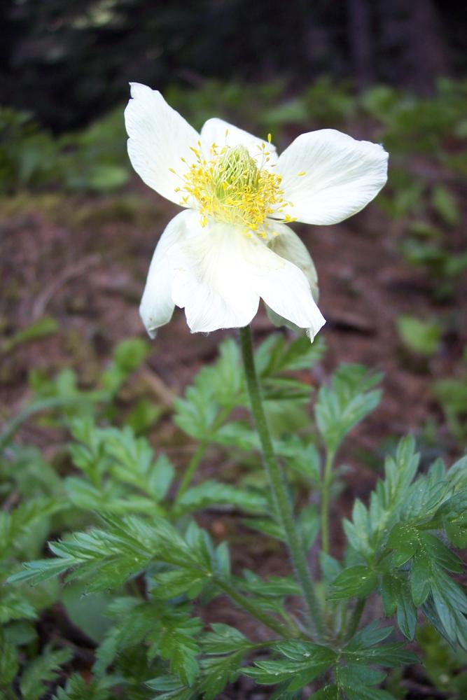 Viola biflora & Pulsatilla alpina